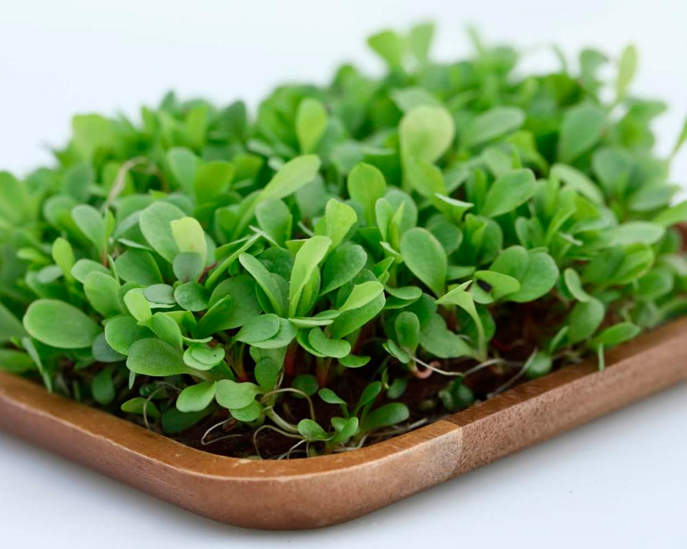 Семена Elite Seeds Микрозелень Цикорий листовой красный Калиостро Элит мини, 20 г Профессиональная упаковка
Семена Elite Seeds Микрозелень Цикорий листовой красный Калиостро Элит мини, 20 г Профессиональная упаковка