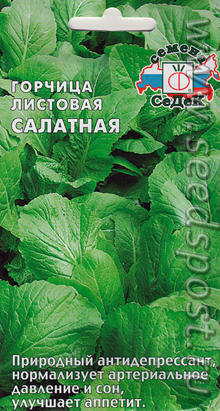 Семена салата горчичного Семена салата горчичного