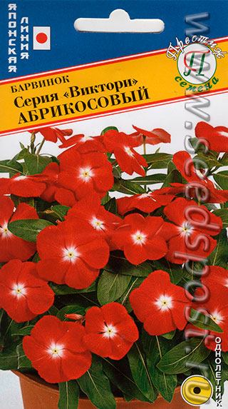 Семена цветка барвинок Семена цветка барвинок