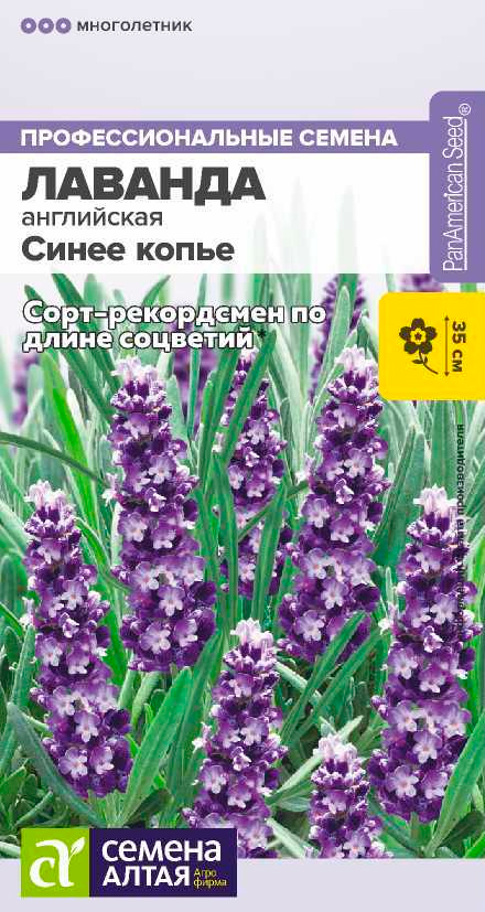 Семена Семена Алтая Лаванда узколистная Синее копье, 5 шт. PanAmerican Seeds Профессиональные семена
Семена Семена Алтая Лаванда узколистная Синее копье, 5 шт. PanAmerican Seeds Профессиональные семена