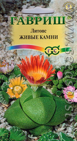 Цветок живые камни из семян Цветок живые камни из семян