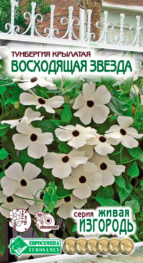 

Семена ЕВРОСЕМЕНА Тунбергия крылатая Восходящая звезда, 10 шт. Живая Изгородь