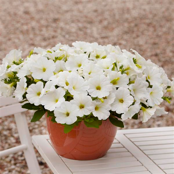 Семена SEEDSPOST Петуния ампельная Изи Вэйв (Easy Wave) Вайт F1, 5 шт. PanAmerican Элитные семена