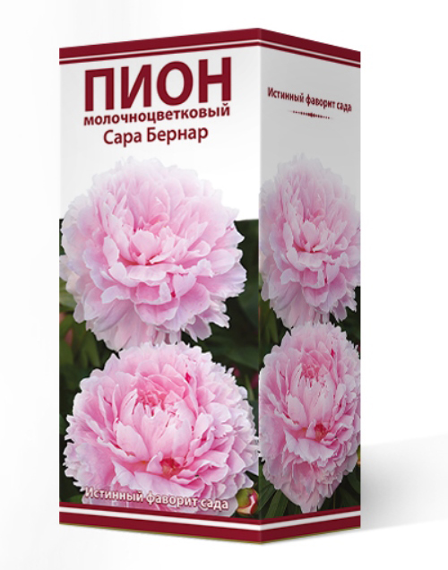 

Посадочный материал Поиск Агрофирма Пион молочноцветковый САРА БЕРНАР, 1 шт.