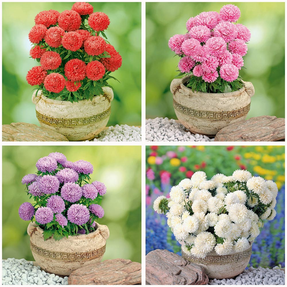 

Семена SEEDSPOST Набор семян астр Малютка, 4 уп.