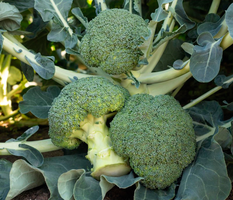 

Семена SEEDSPOST Капуста брокколи Батавия F1, 10 шт. Мировые хиты Bejo Zaden