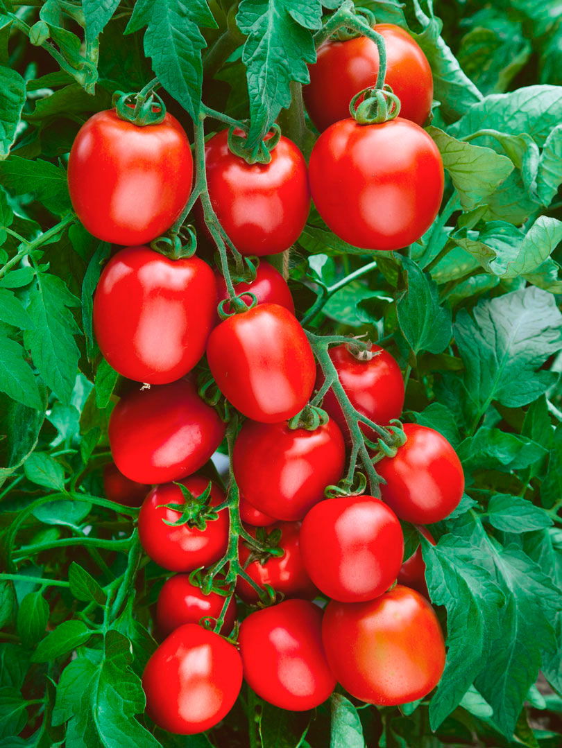 Купить семена томата россии