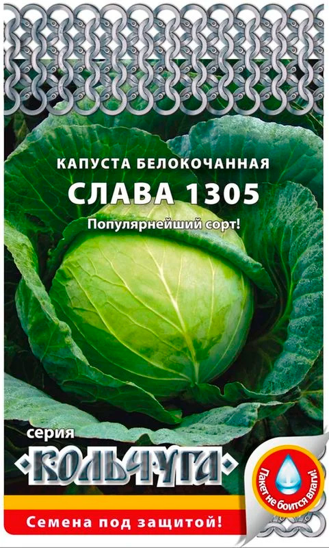 Капуста слава 1305 описание сорта отзывы. Капуста Слава 1305. Капуста сорт Слава характеристика. Слава капуста описание сорта.