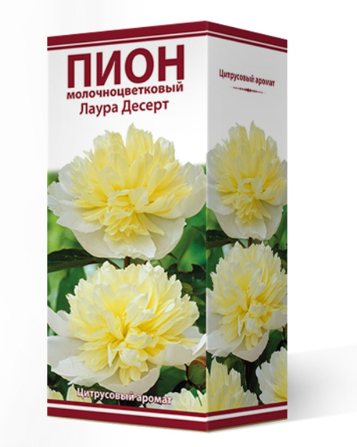 Посадочный материал Поиск Агрофирма Пион молочноцветковый ЛАУРА ДЕСЕРТ, 1 шт.