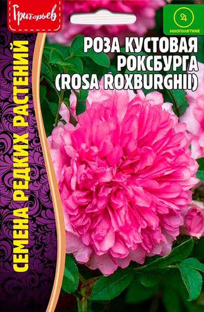 

Семена Григорьев Роза кустовая Роксбурга, 10 шт. Семена Редких Растений