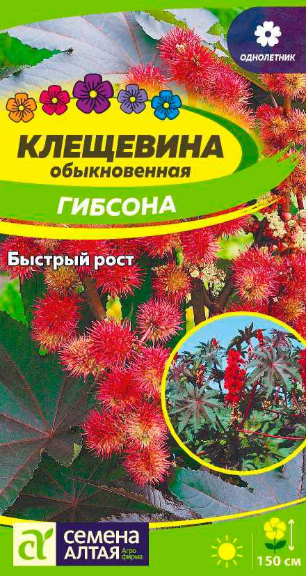 

Семена Семена Алтая Клещевина Гибсона, 3 шт.