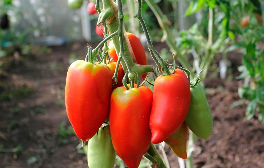 

Семена SEEDSPOST Томат Корнабель F1, 5 шт. Мировые хиты Vilmorin Элитные семена