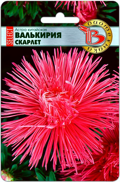 

Семена Биотехника Астра китайская Валькирия SELECT Скарлет, 30 шт.