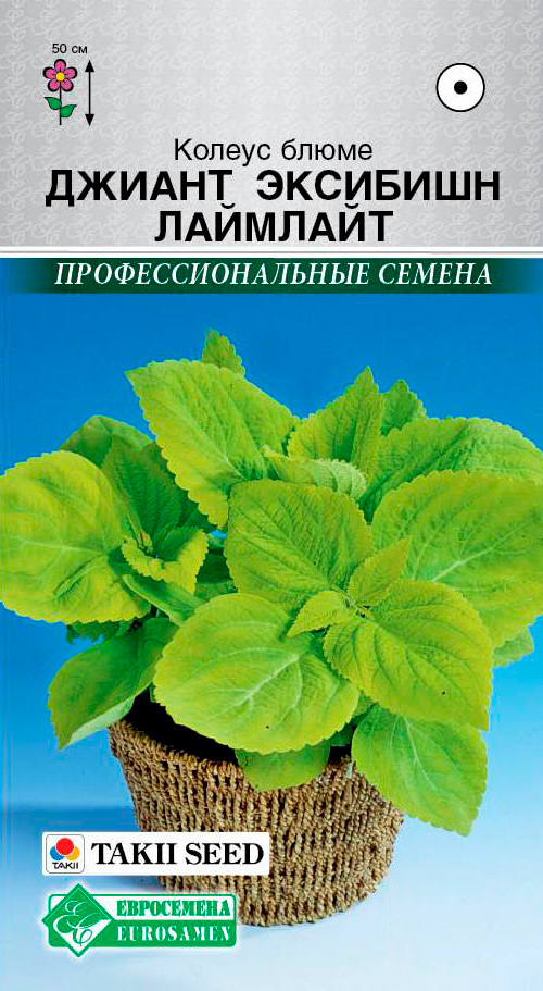 

Семена ЕВРОСЕМЕНА Колеус блюме Джиант Эксибишн Лаймлайт, 3 шт. Takii Профессиональные семена