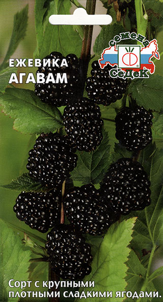 

Семена СеДеК Ежевика Агавам, 0,05 г