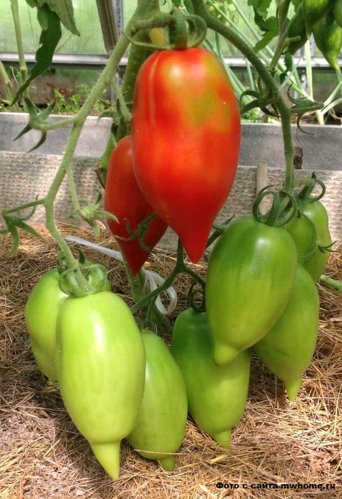 Легенда тарасенко томат описание. Сорт томата легенда тарасенко описание. Томат тарасенко. Легендарный тарасенко томат. Томат легенда мультифлора.