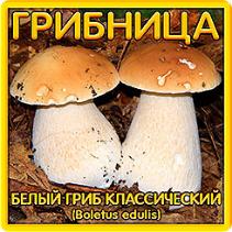 Всем грибникам, кто еще не успел за эксклюзивом! Самые популярные грибницы снова в продаже! Всем грибникам, кто еще не успел за эксклюзивом! Самые популярные грибницы снова в продаже!