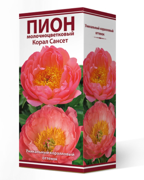 

Посадочный материал Поиск Агрофирма Пион молочноцветковый КОРАЛ САНСЕТ, 1 шт.