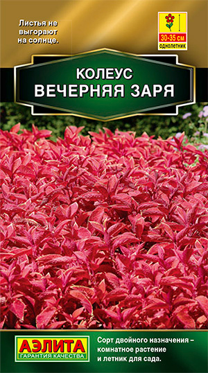 

Семена Аэлита Колеус Блюме Вечерняя заря, 5 шт.