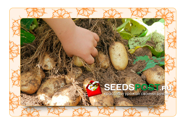 Как подготовить почву для посадки картофеля?