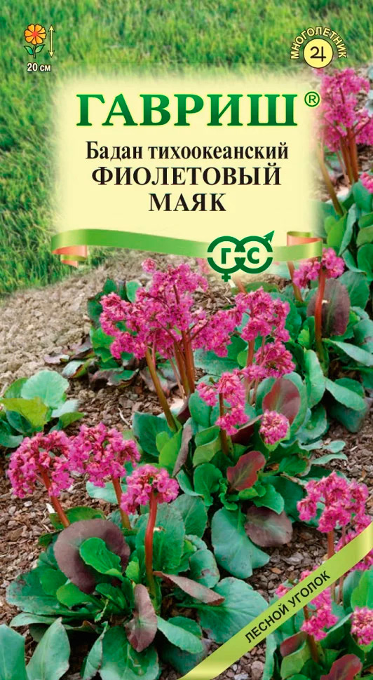 

Семена Гавриш Бадан тихоокеанский Фиолетовый маяк, 0,01 г Лесной уголок