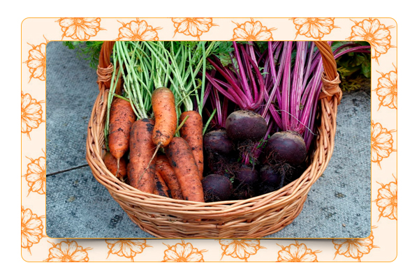 Три правила хорошего урожая свеклы и моркови