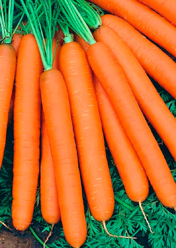 Семена ЕВРОСЕМЕНА Морковь Страна чудес F1, 0,5 г Золотая Коллекция