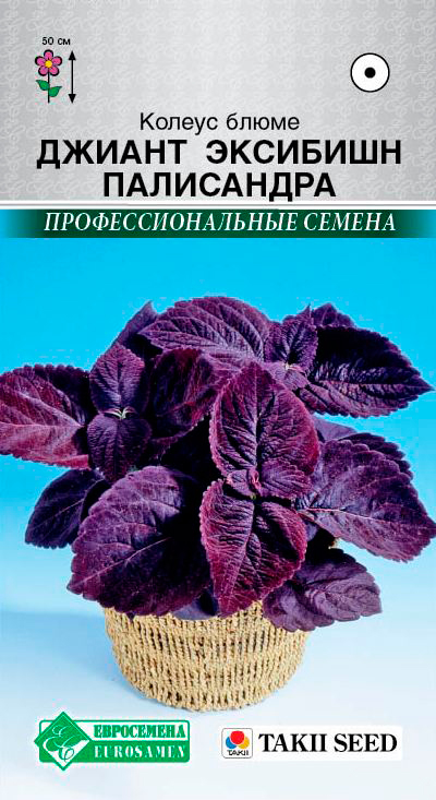 

Семена ЕВРОСЕМЕНА Колеус блюме Джиант Эксибишн Палисандра, 3 шт. Takii Профессиональные семена