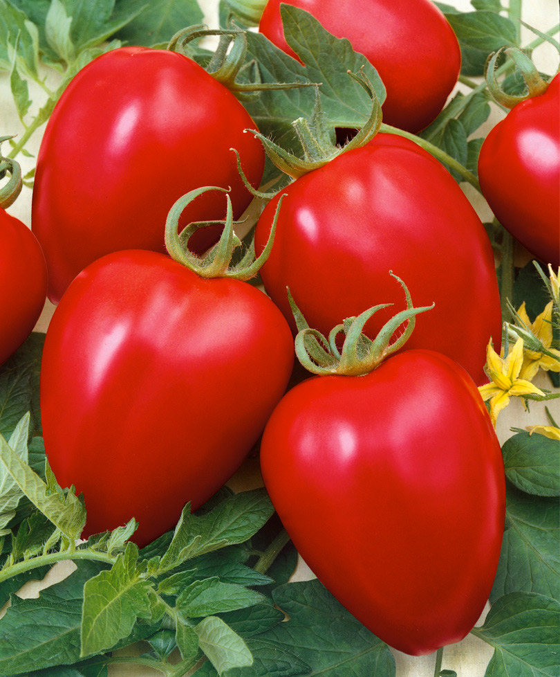 Сорта томатов купить семена