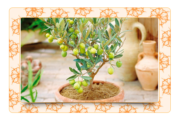 Выращивание оливкового дерева из косточки в горшке: пошаговый процесс