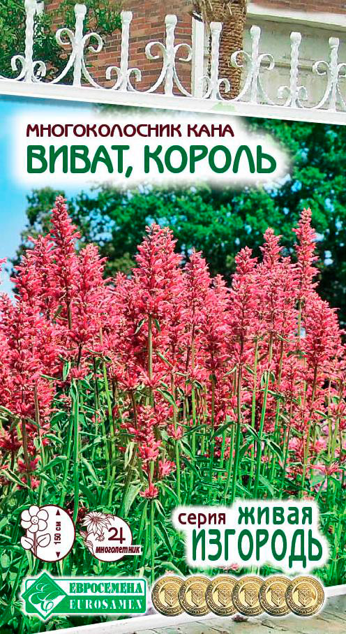 

Семена ЕВРОСЕМЕНА Многоколосник кана Виват, Король, 10 шт. Живая изгородь
