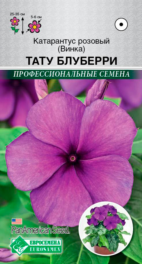 

Семена ЕВРОСЕМЕНА Катарантус розовый (Винка) Тату Блуберри, 5 шт. PanAmSeeds Профессиональные семена