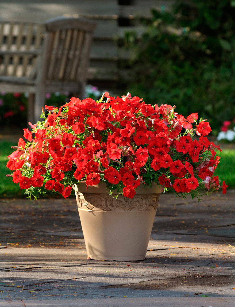 Семена SEEDSPOST Петуния ампельная Изи Вэйв (Easy Wave) Ред F1, 5 шт. PanAmerican Элитные семена