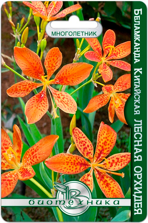 Семена Биотехника Беламканда китайская или Цветок леопарда Лесная орхидея, 6 шт.