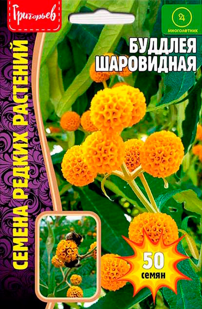 

Семена Григорьев Буддлея Шаровидная, 50 шт. Семена Редких Растений