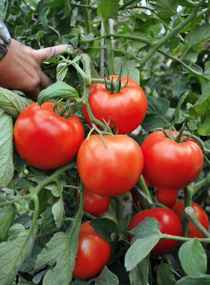 

Семена Elite Seeds Томат Хабль F1 Элит мини, 100 шт. Профессиональная упаковка