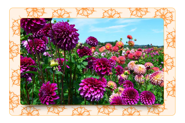 Выращиваем георгины Выращиваем георгины