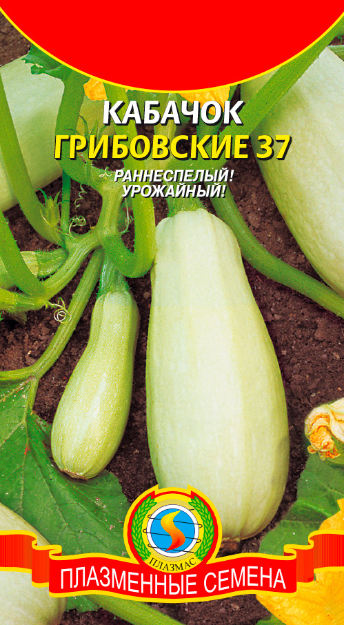 Семена Плазмас Кабачок Грибовские 37, 12 шт.