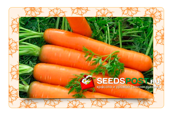 Раскрываем секреты вкусной и здоровой моркови!