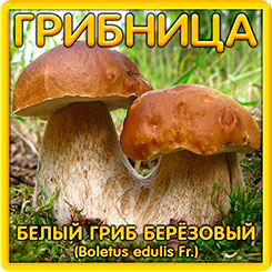 А у нас на даче – гриб! А у Вас? 19 видов белого гриба и 55 других видов! А у нас на даче – гриб! А у Вас? 19 видов белого гриба и 55 других видов!