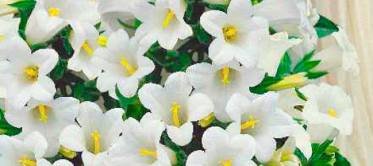 Колокольчик средний Эппил Белый F1, 3 шт. Sakata, купить в интернет ...