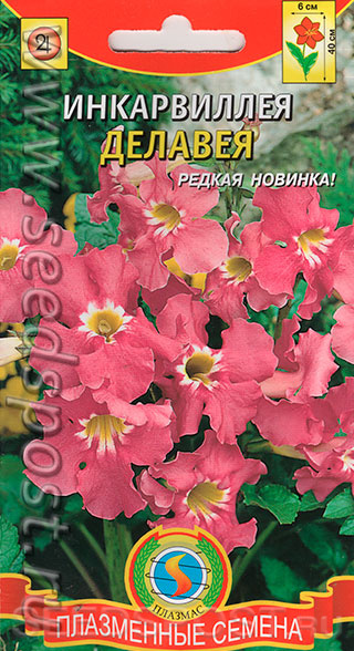 Инкарвиллея Делавея (глоксиния садовая), 0,04 г, купить в интернет магазинеSeedspost.ru