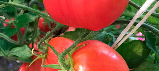 Томат Розовая страсть (Dwarf Pink Passion), 5 шт. Premium Selection ...