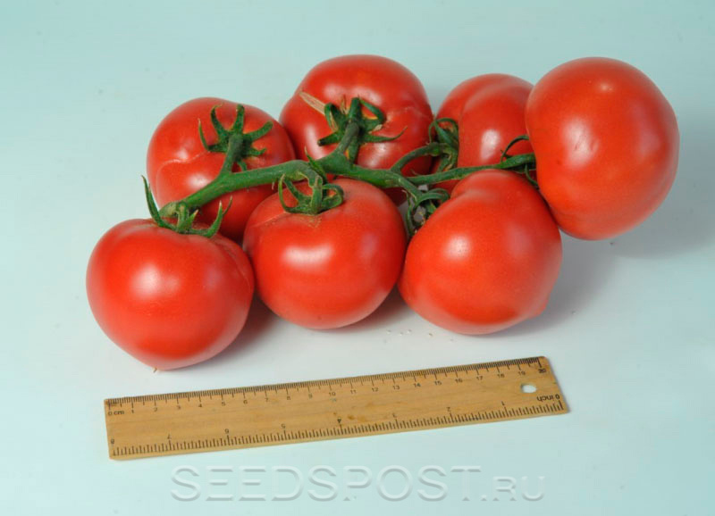 Размер и форма плодов помидоров Пантера