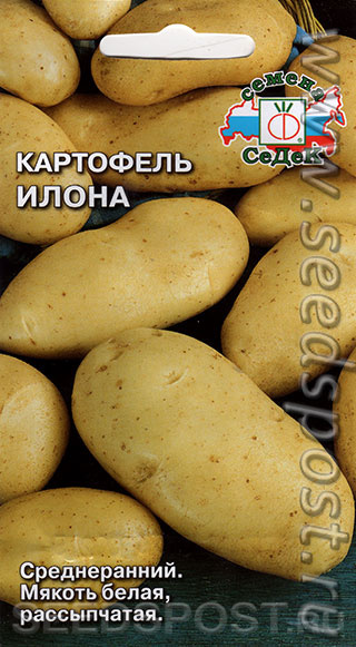 Картофель Илона, 0,02 г (~ 30-40 шт. ботанических семян), купить в интернетмагазине Seedspost.ru