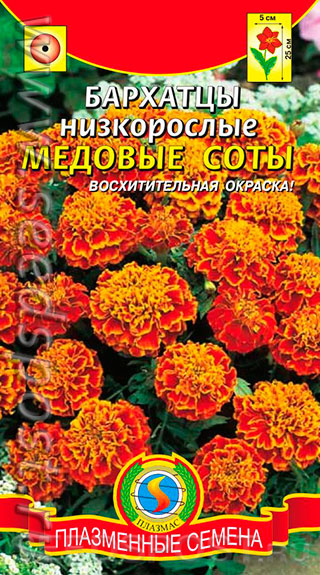 Бархатцы низкорослые сорта с фото