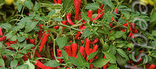 Перец декоративный маленькое чудо. Горький перец огонек комнатный. Горький перец огонек комнатный. Горький перец сорт огонёк. Капсикум огонек.