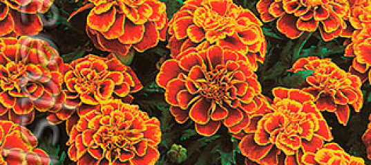 Бархатцы низкорослые Королева София, 45 шт., купить в интернет магазине ...