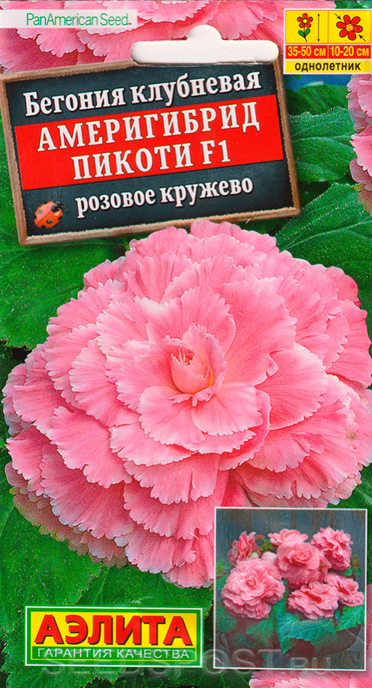 Бегония клубневая АМЕРИГИБРИД Пикоти