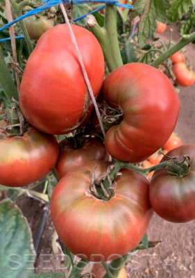 Томат Чероки Пурпле: характеристики, выращивание, болезни и отзывы | Сорт помидоров